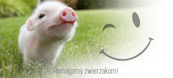 Zwierzaki